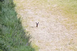 Cereal Prints: Roe Deer - in Cereal Crop - UK