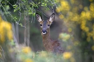 Roe Deer - doe on the alert between bushes