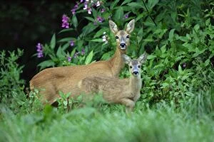 Images Dated 18th August 2007: Roe Deer - doe with fawn, on alert