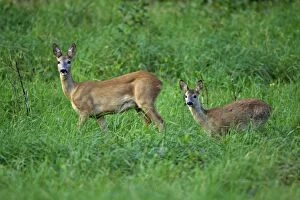 Images Dated 28th August 2007: Roe Deer - doe with fawn, on alert