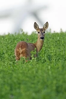 Images Dated 6th July 2012: Roe Deer - doe feeding in crop of clover