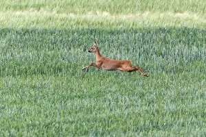 Roe Deer - doe in flight leaping across corn crop