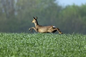 Roe Deer - doe in flight leaping over crop of wheat