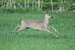 Images Dated 29th April 2010: Roe Deer - doe in flight - Lower Saxony - Germany