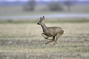 Images Dated 6th April 2006: Roe Deer- doe in flight, Neusiedler See NP, Austria