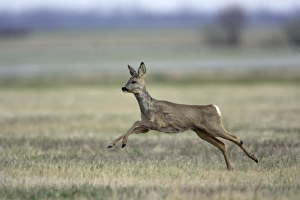 Images Dated 6th April 2006: Roe Deer- doe in flight, Neusiedler See NP, Austria