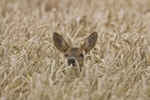 Toed Gallery: Roe Deer doe in grainfield, summer Skane, Sweden