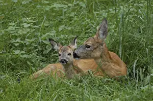 Roe Deer - Doe and kid grooming Europe
