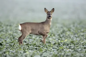 Does Prints: Roe Deer - doe in oil-seed rape crop - Germany