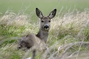 Roe Deer - doe resting, alert