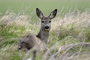 Images Dated 13th April 2006: Roe Deer- doe resting, alert, Neusiedler See NP, Austria