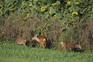 Images Dated 25th August 2007: Roe Deer - doe with twins feeding on sunflower crop, Lower Saxony, Germany
