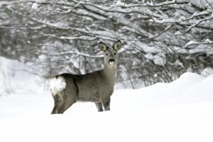 Roe Deer - doe walking across snow covered field
