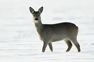 Roe Deer - doe walking across snow covered field - Harz mountains - Lower Saxony - Germany