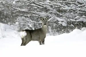 Roe Deer - doe walking across snow covered field - Harz mountains - Lower Saxony - Germany
