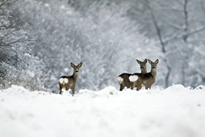 Roe Deer - doe with two yearling fawns alert on snow covered field Roe Deer - doe with two yearling fawns alert on snow covered field