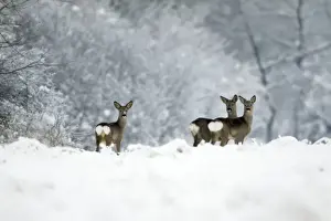 Does Prints: Roe Deer - doe with two yearling fawns alert on snow covered field - Harz mountains - Lower Saxony - Germany