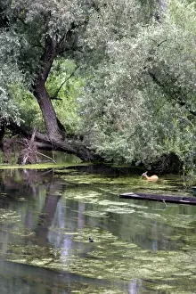 Water Plant Prints: Roe Deer eating aquatic plants. - Alsace, France