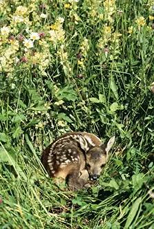 Roe Deer - fawn