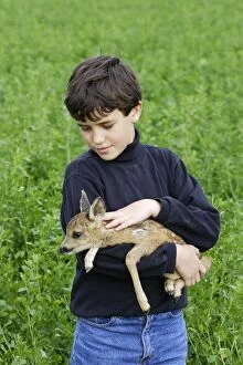 Roe Deer - fawn being held by boy