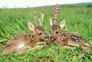 Deer Prints: Roe Deer Fawns lying in grassland with wild orchids