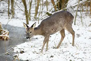 Roe Deer - Female eating at a frozen Pond - Oxon - UK - February