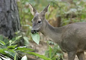 Roe Deer - female feeding, captive Kent UK