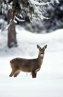 Roe Deer - female in snow