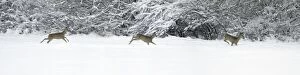 Images Dated 20th July 2010: Roe deer - three in flight across snow covered field - Harz mountains - Lower Saxony - Germany