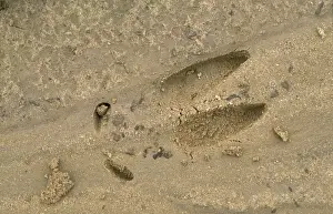 Roe Deer - foot-mark / track