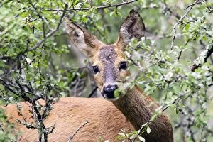 Images Dated 5th July 2006: Roe Deer - France