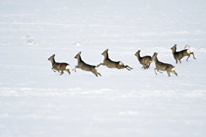 Images Dated 6th January 2010: Roe Deer - herd / bevy on snow covered arable field