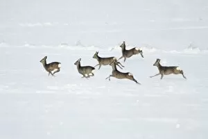 Images Dated 6th January 2010: Roe Deer - herd / bevy on snow covered arable field