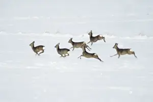 Roe Deer - herd / bevy on snow covered arable field - Harz mountains - Lower Saxony - Germany