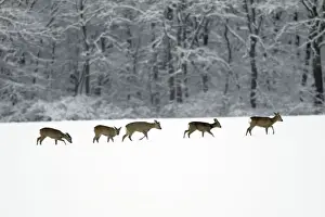Roe Deer - herd / bevy on snow covered arable field - Harz mountains - Lower Saxony - Germany