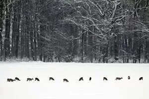 Roe Deer - herd / bevy on snow covered oil-seed rape crop