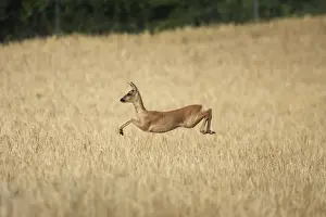 Roe Deer - leaping through field. France