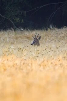 Images Dated 26th July 2012: Roe Deer - Lower Saxony