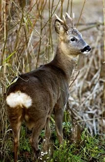 Roe Deer - male