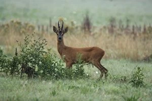 Images Dated 30th July 2006: Roe deer Male