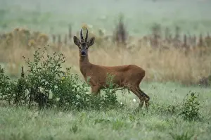 Roe deer Male