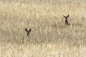 Images Dated 8th July 2006: Roe Deer - male & female - heads appearing above field of corn. France