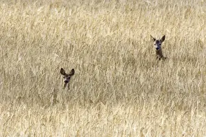 Roe Deer - male & female - heads appearing above field of corn. France
