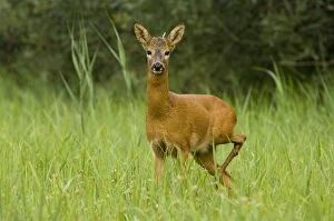 Roe deer - Male in grass