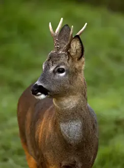 Deer Prints: Roe Deer - Male. Oxon UK