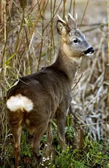 Roe Deer - Male. Oxon UK