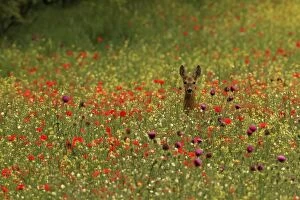 Images Dated 31st May 2014: Roe Deer in meadow