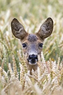 Images Dated 19th July 2012: Roe Deer - portrait of doe on alert - in wheat crop