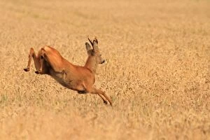 Images Dated 28th July 2011: Roe Deer - running