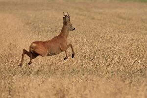 Images Dated 28th July 2011: Roe Deer - running